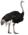 Avestruz