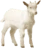 Cabra