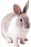 Coelho
